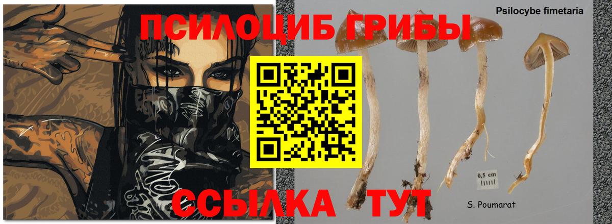 Псилоцибиновые грибы Psilocybine cubensis  Вход с VPN  Красноуфимск 